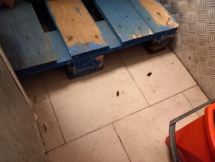 Gândaci și mizerie într-un magazin Profi din Oradea: A fost închis temporar de Protecția Consumatorilor (FOTO/VIDEO)
