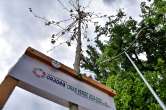Ne enervează: Oradea - Oraș Verde, dar cu copaci uscați...